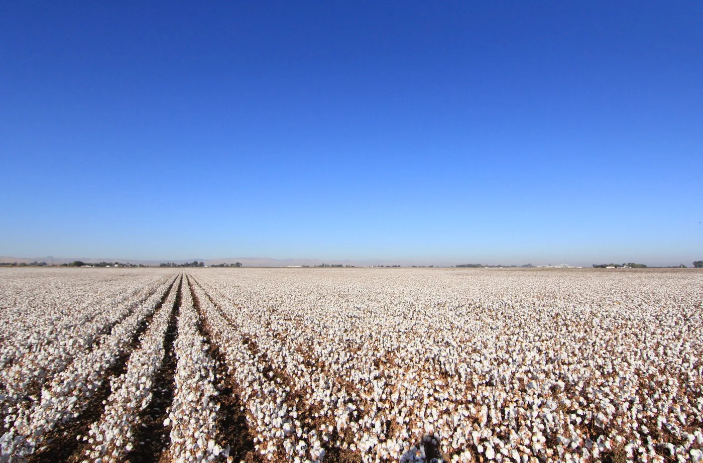 Cotton fields under a clear sky in Los Banos, California, along the Central Valley corridor Highway 99 serves.