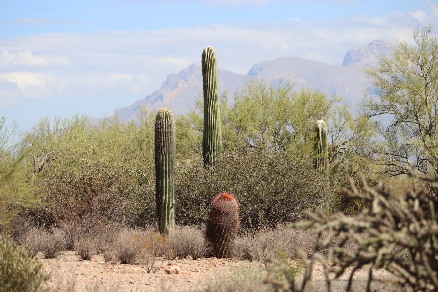 Beautiful saguaro cacti set against the Tucson, Arizona desert backdrop, showcasing natural beauty.